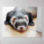 Poster Adorable Ferret Sable (Devant)