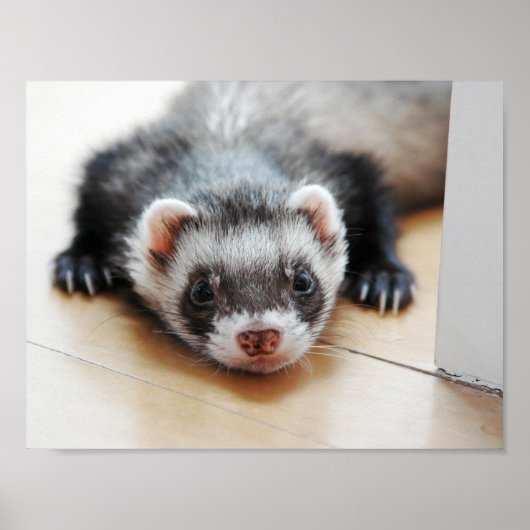 Poster Adorable Ferret Sable (Devant)