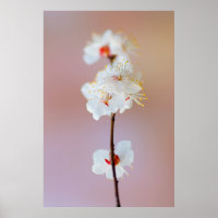 Adorable fleurs d'abricot japonais