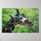 Poster Adorable Giraffe (Devant)