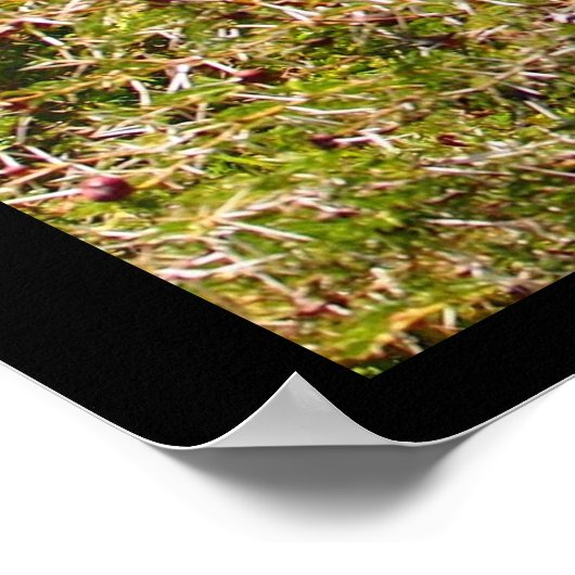 Poster Adorable Giraffe Poking His Head Above The Trees (Coin)