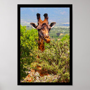 Poster Adorable Giraffe Poking His Head Above The Trees