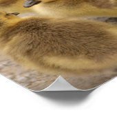 Poster Adorable Groupe d'oies de bébé flou de 3 (Coin)