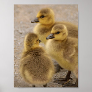 Poster Adorable Groupe d'oies de bébé flou de 3