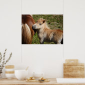 Poster Adorable Haflinger Fol (Cuisine)