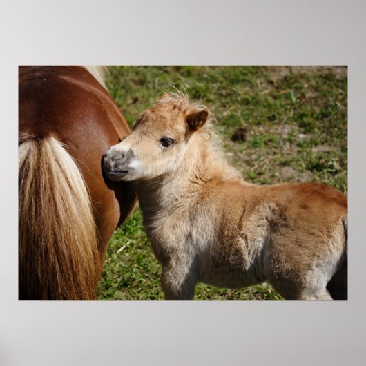 Poster Adorable Haflinger Fol (Devant)