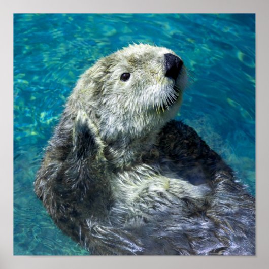 Poster Adorable Otter de mer Mignonne Eau Bleue (Devant)