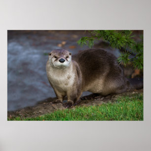 Poster Adorable Otter sur la Riverbank