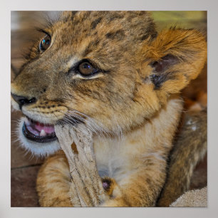 Poster Adorable Petit Lion Cub mâcher sur la serviette Ph