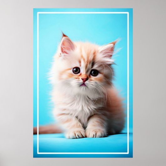 Poster Adorable Potrait de chaton blanc-54971 (Devant)