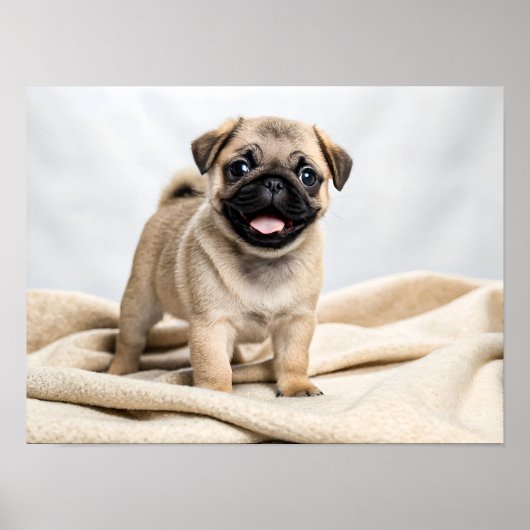 Poster Adorable pug puppy (Devant)