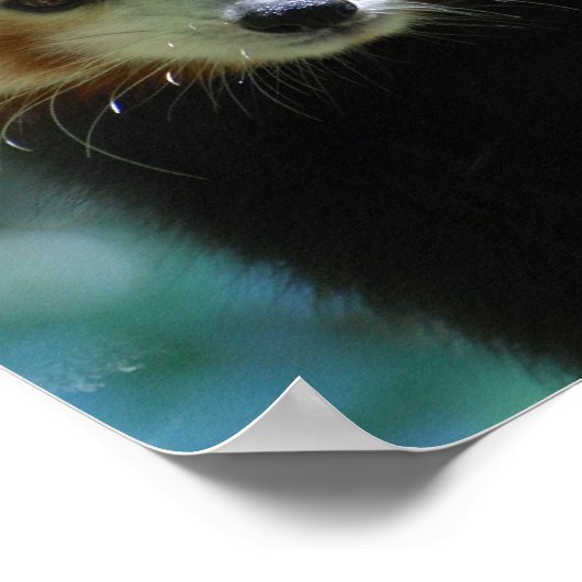 Poster adorable Red Panda (Coin)