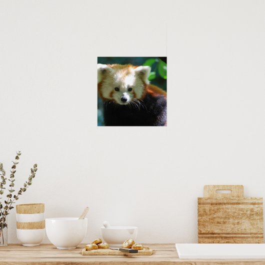 Poster adorable Red Panda (Cuisine)