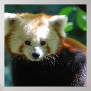 Poster adorable Red Panda