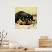 Poster Adorable Rottweiler Puppy (Cuisine)