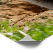 Poster Adorable sourire de la marmotte émergente (Coin)