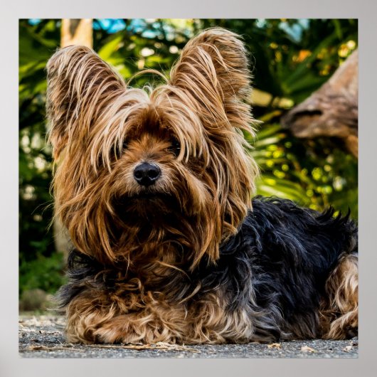 Poster Adorable Yorkie (Devant)