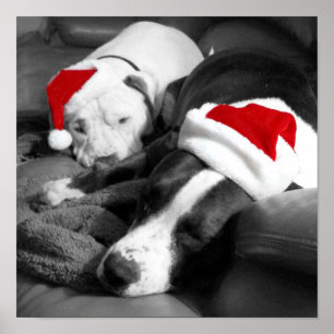 Poster adorables chiots pitbull endormis santa noël