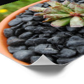 Poster Adromischus, Plante Succulente (Coin)