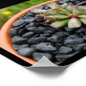 Poster Adromischus, Plante Succulente (Coin)