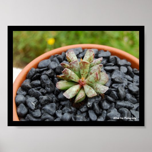 Poster Adromischus, Plante Succulente (Devant)