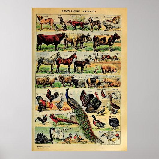 Poster Adulphe à lait recréé Animaux domestiques (Devant)