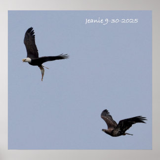 Poster Adult and immature eagles