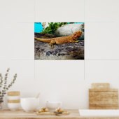 Poster Adult Bearded Dragon Lizard (Cuisine)