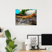 Poster Adult Bearded Dragon Lizard (Bureau à domicile)