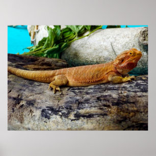 Poster Adult Bearded Dragon Lizard