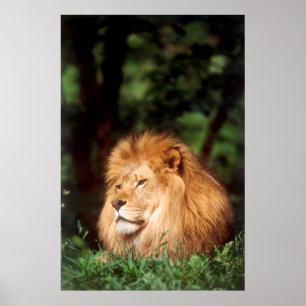 Poster Adult male Lion