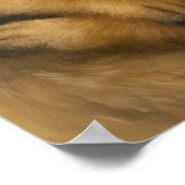 Poster Affection de Meerkat (Coin)