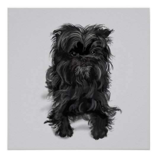 Poster Affenpinscher (Devant)