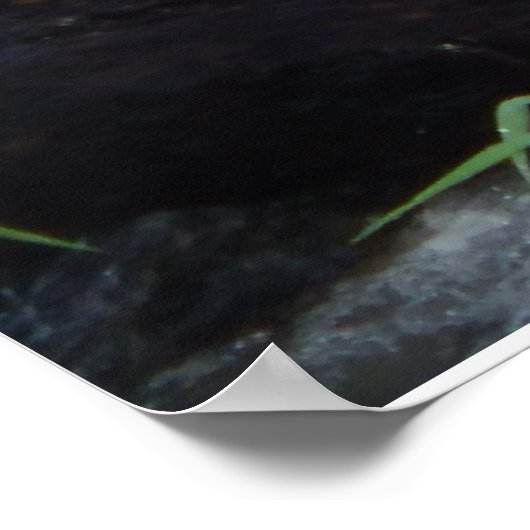 POSTER AFFICHAGE D'OISEAUX CARRIBÉENS (Coin)