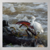 POSTER AFFICHAGE D'OISEAUX CARRIBÉENS (Devant)