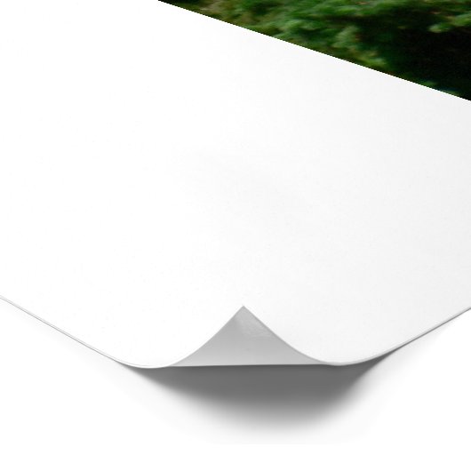 Poster Affichage du drapeau américain (Coin)