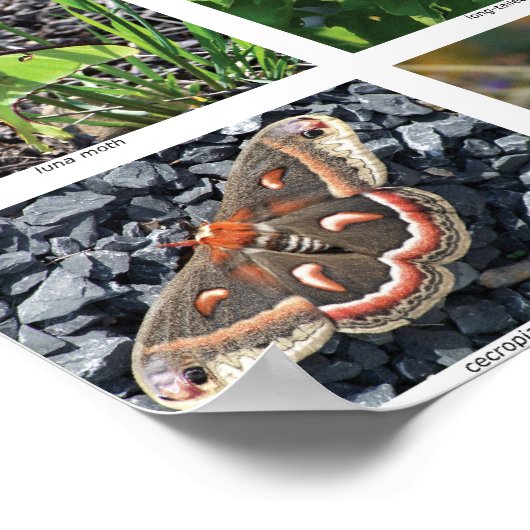 Poster affiche_50 (Coin)