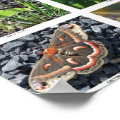 Poster affiche_50 (Coin)