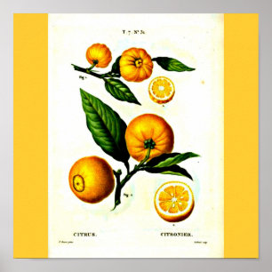 Poster Affiche-Botanicals-Pierre Joseph Redoute 23