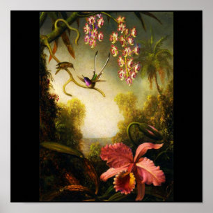 Poster Affiche-Classique/Cru-Martin Johnson Heade 30