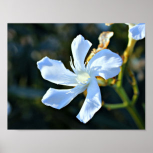 Poster Affiche/copie blanches de mur de fleur d'oléandre