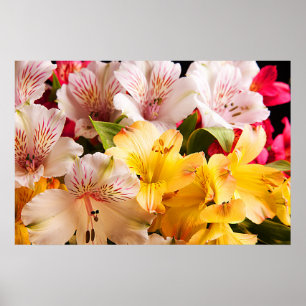 Poster Affiche/copie de fleurs d'Alstroemeria