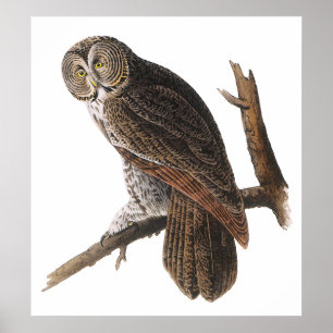 Poster Affiche/copies :  Audubon - hibou de grand gris