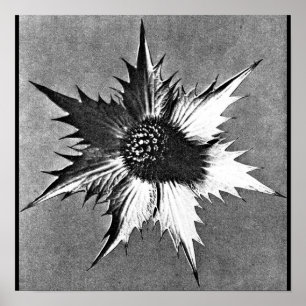 Poster Affiche-Cru Photographie-Karl Blossfeldt 27