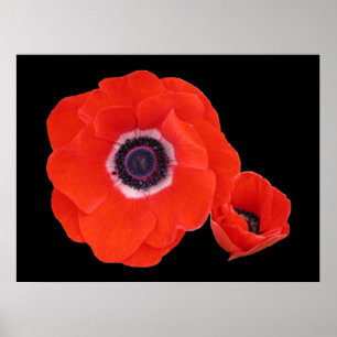 Poster Affiche, deux pavots rouges parfaits