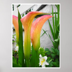 Poster Affiche, gros plan sur des callas, options de fond