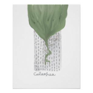 Poster affiche_objet_1_calathea brillante