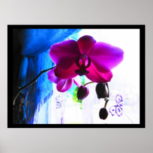 Poster Affiche, orchidée magenta, options d'arrière -