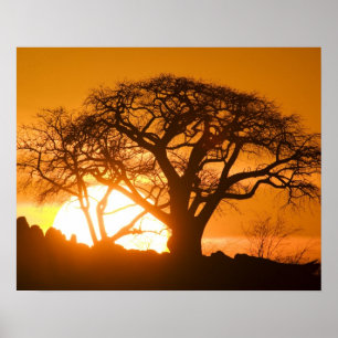 Poster Africa, Botswana, Setting sun silhouettes Baobab