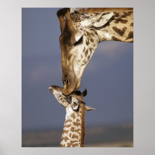 Poster Africa, Kenya, Masai Mara. Girafe (Devant)